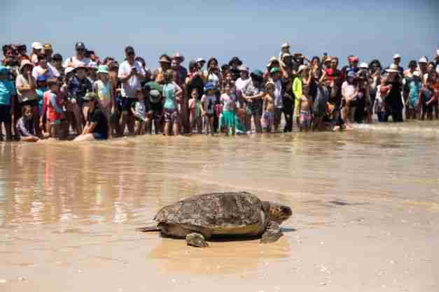 israel sea turtles rehabilitation release