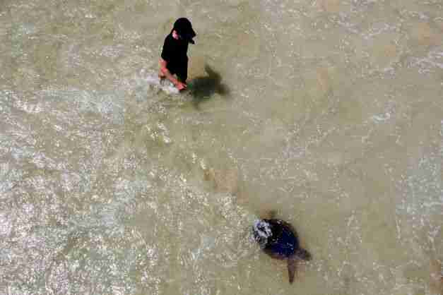 israel sea turtles rehabilitation release