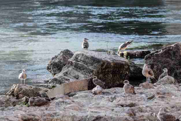 italy drought po river dry 70 years
