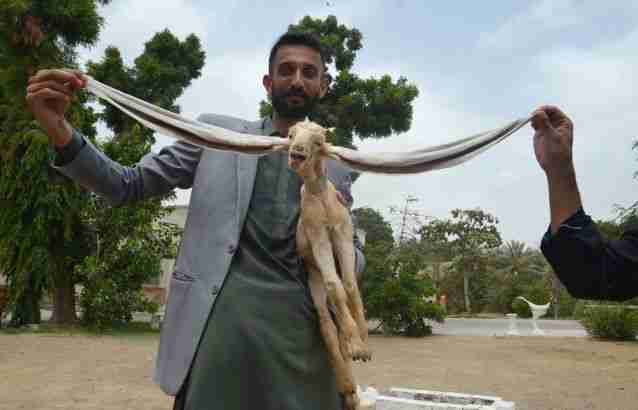 pakistan baby goat long ears simba