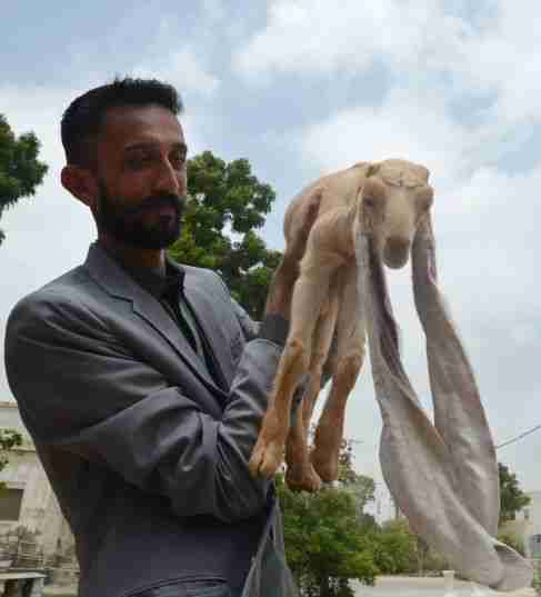pakistan baby goat long ears simba