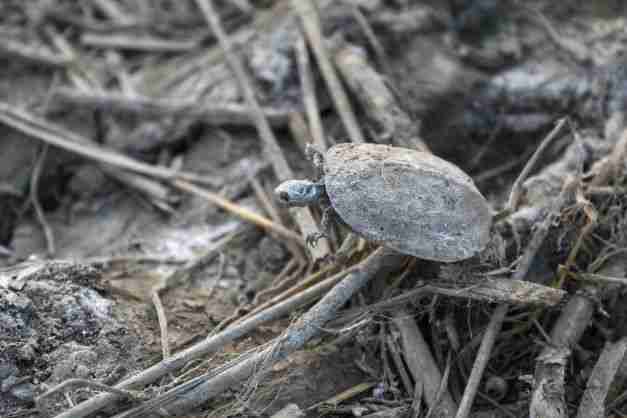 iraq drought garden of eden dry