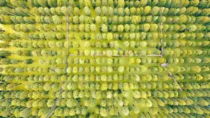 china floating forest luyang lake wetland park