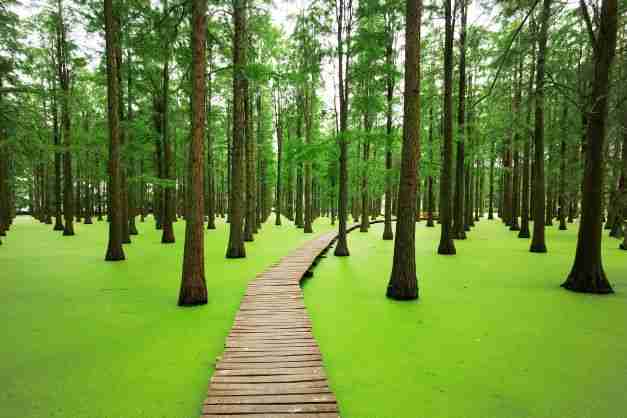 china floating forest luyang lake wetland park