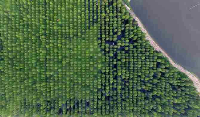china floating forest luyang lake wetland park