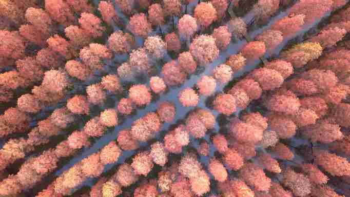 china floating forest luyang lake wetland park