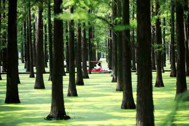 china floating forest luyang lake wetland park