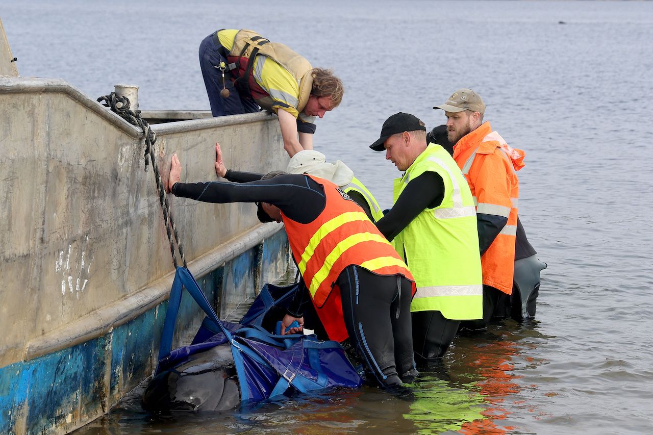 tasmania whale beaching anniversary 2022