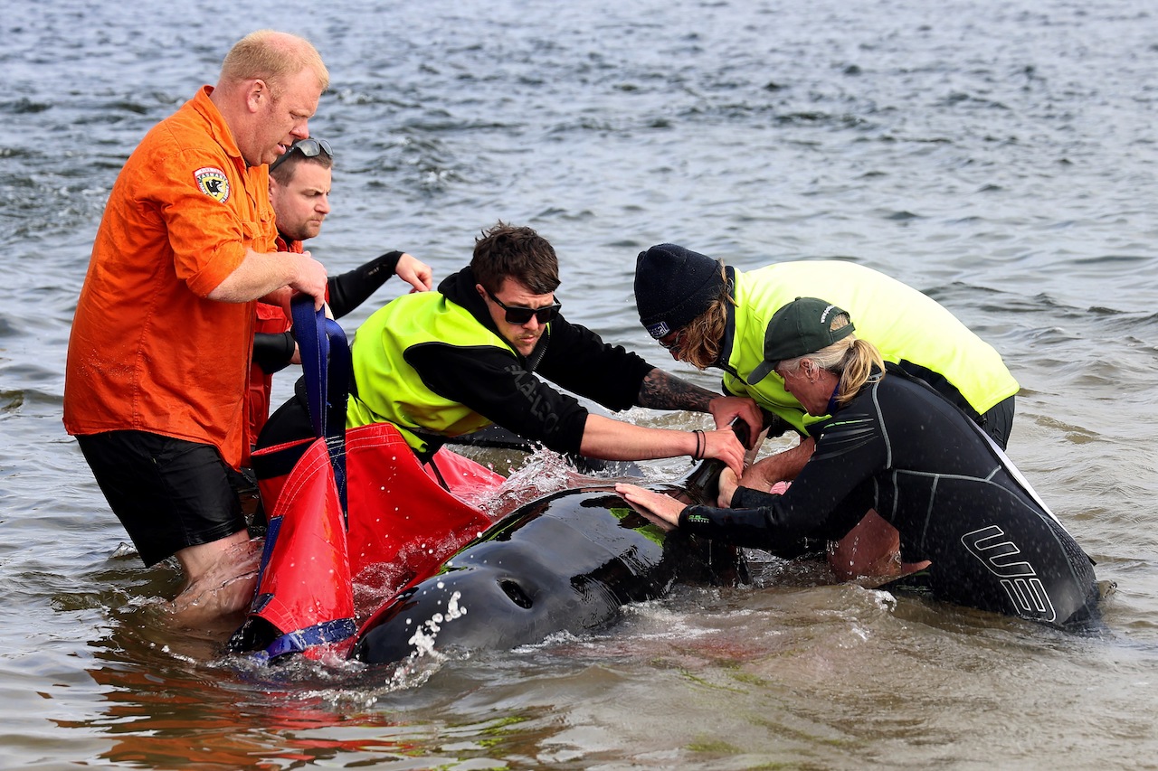 tasmania whale beaching anniversary 2022