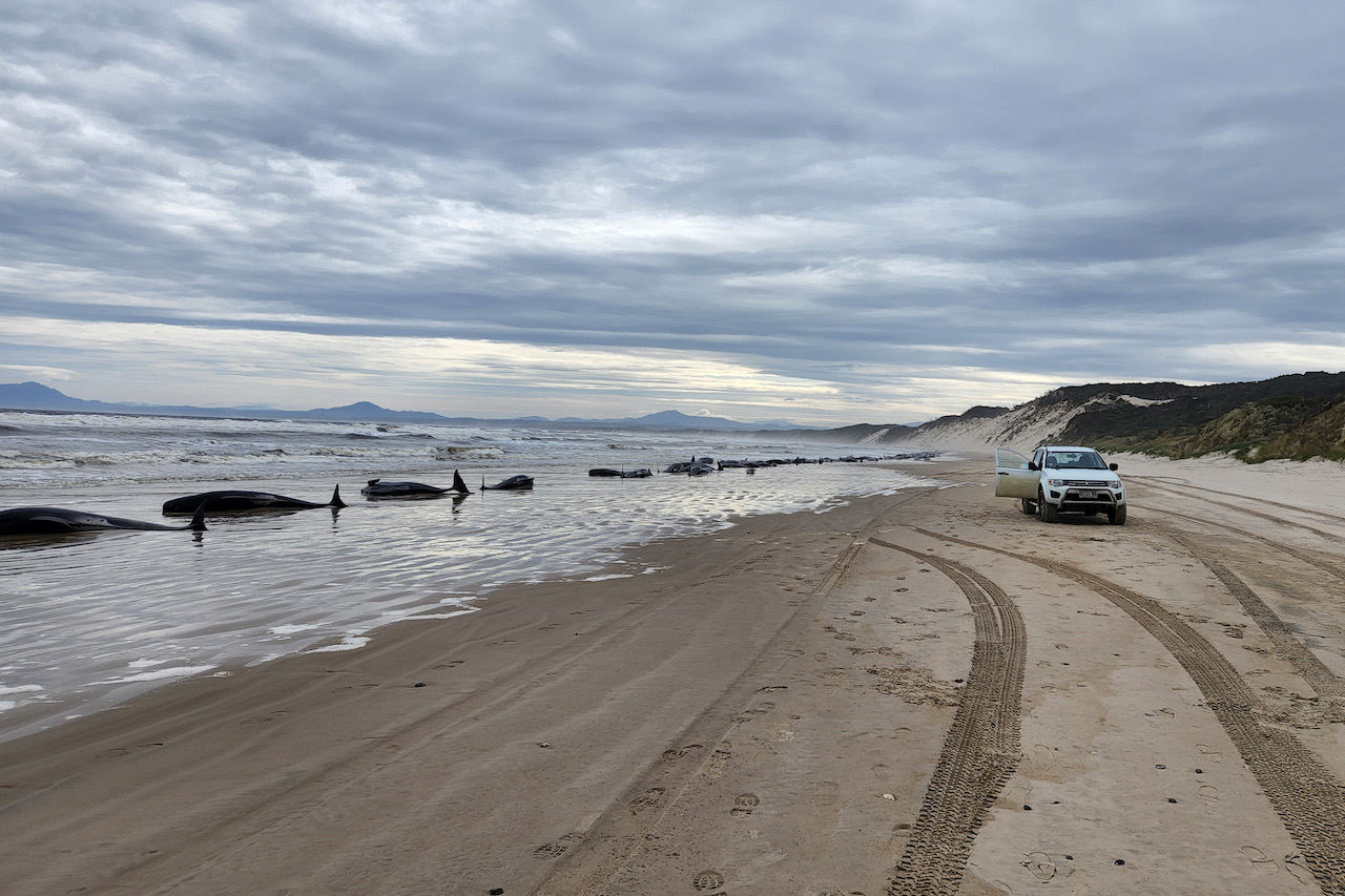 tasmania whale beaching anniversary 2022