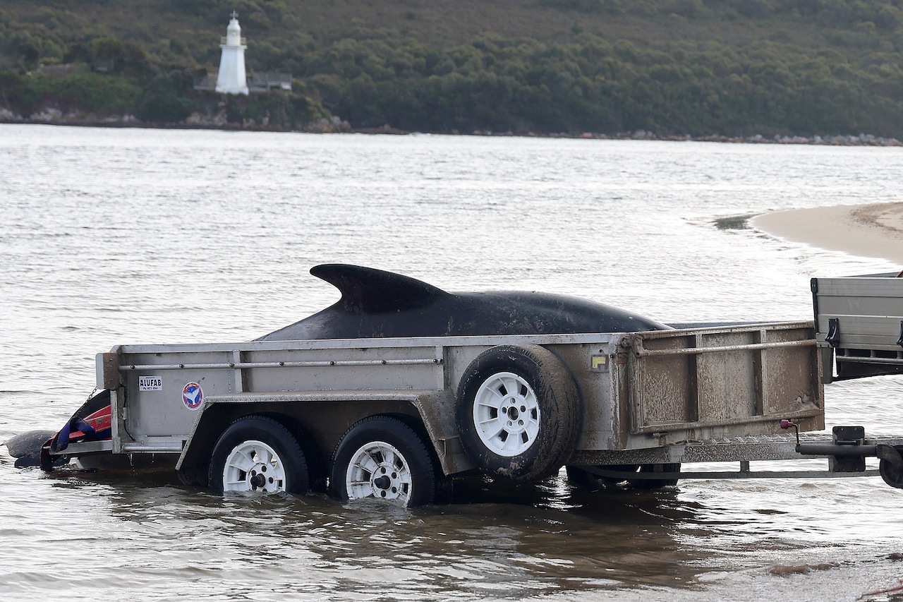 tasmania whale beaching anniversary 2022