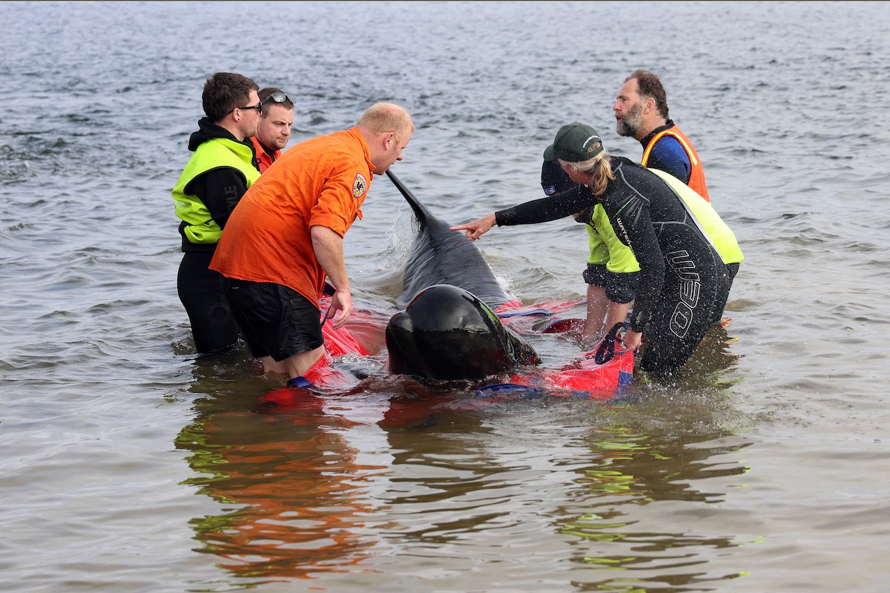 tasmania whale beaching anniversary 2022