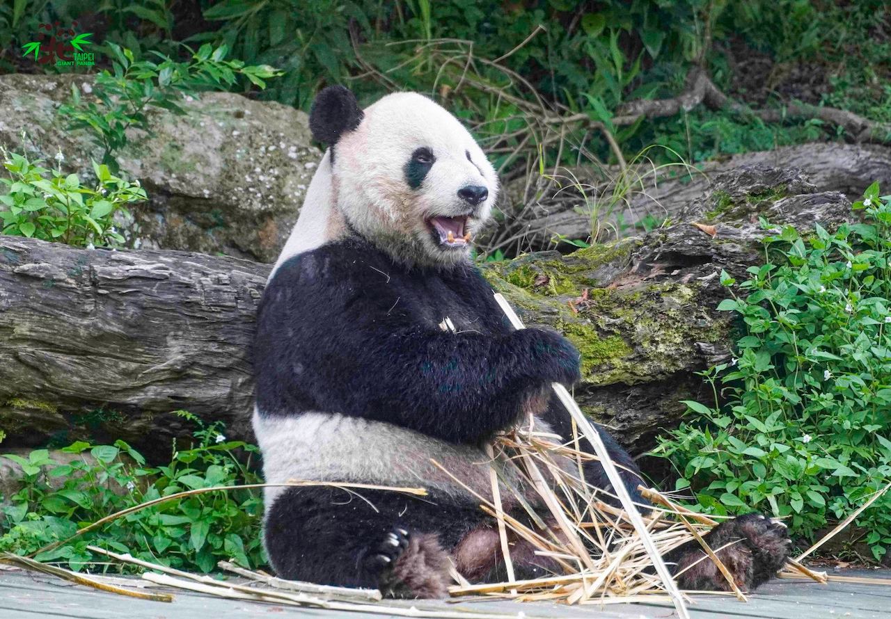 taiwan panda tuan tuan brain disease
