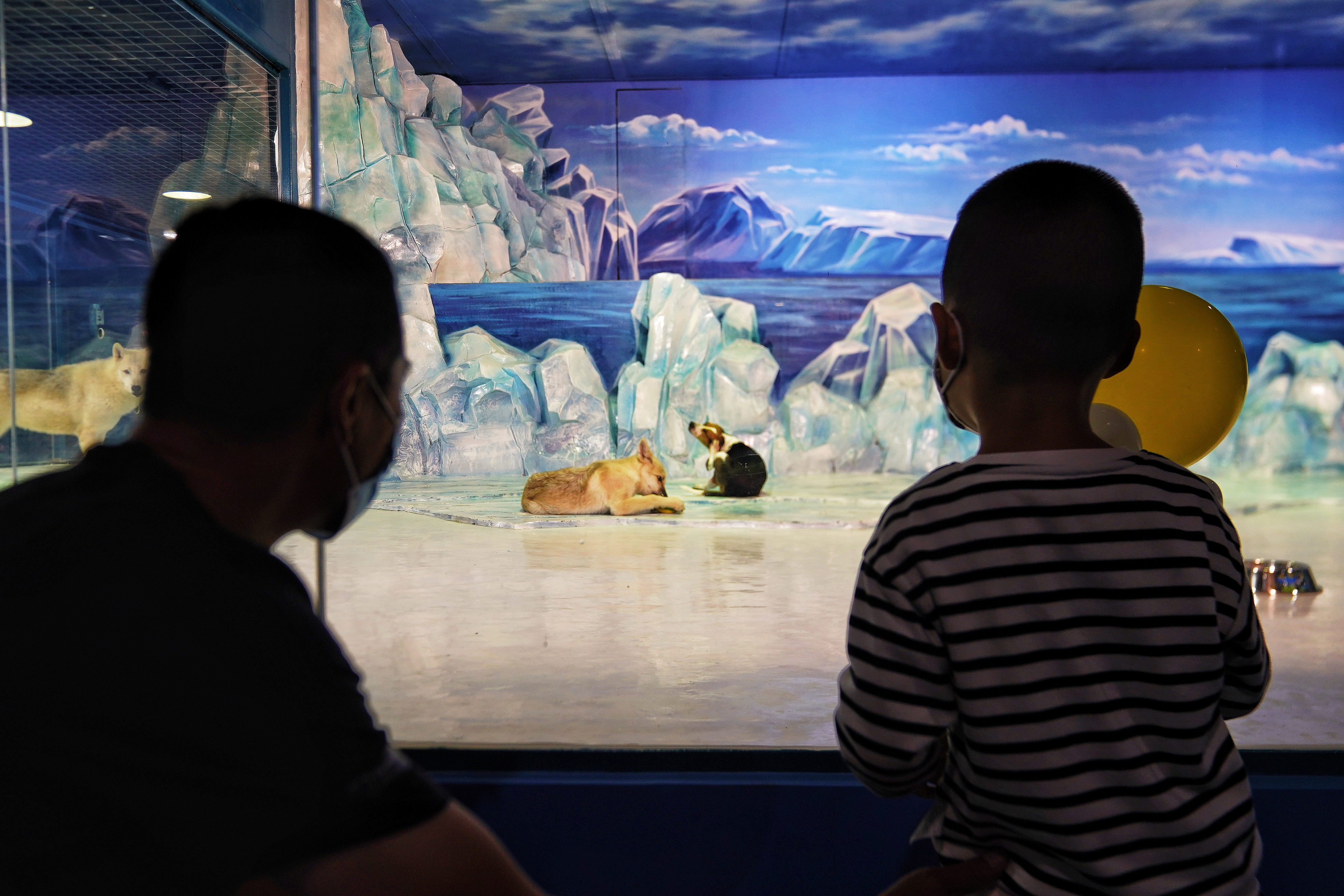 arctic wolf clone children park