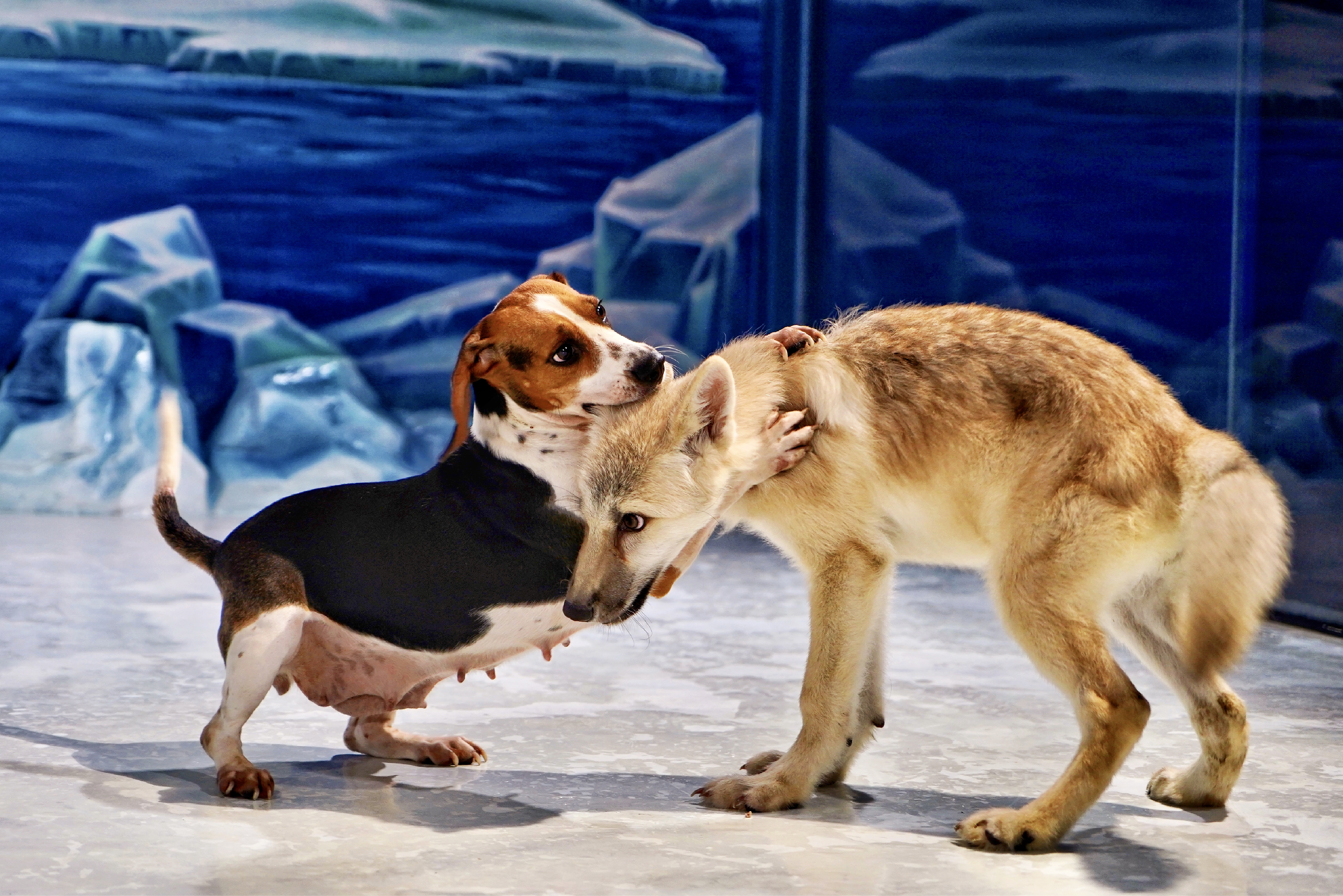 china clone first arctic wolf beagle mother