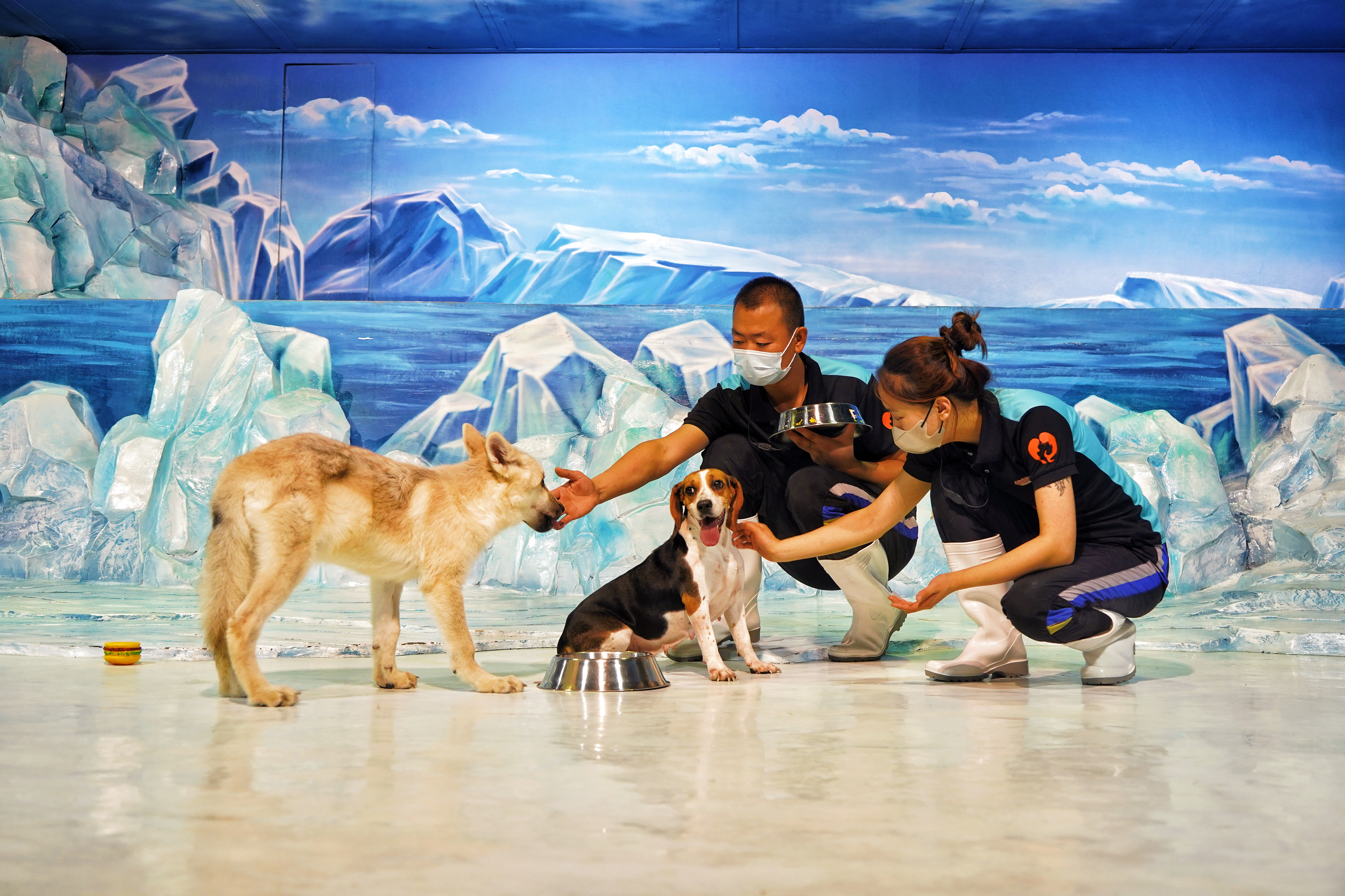 china harbin polarland clone arctic wolf