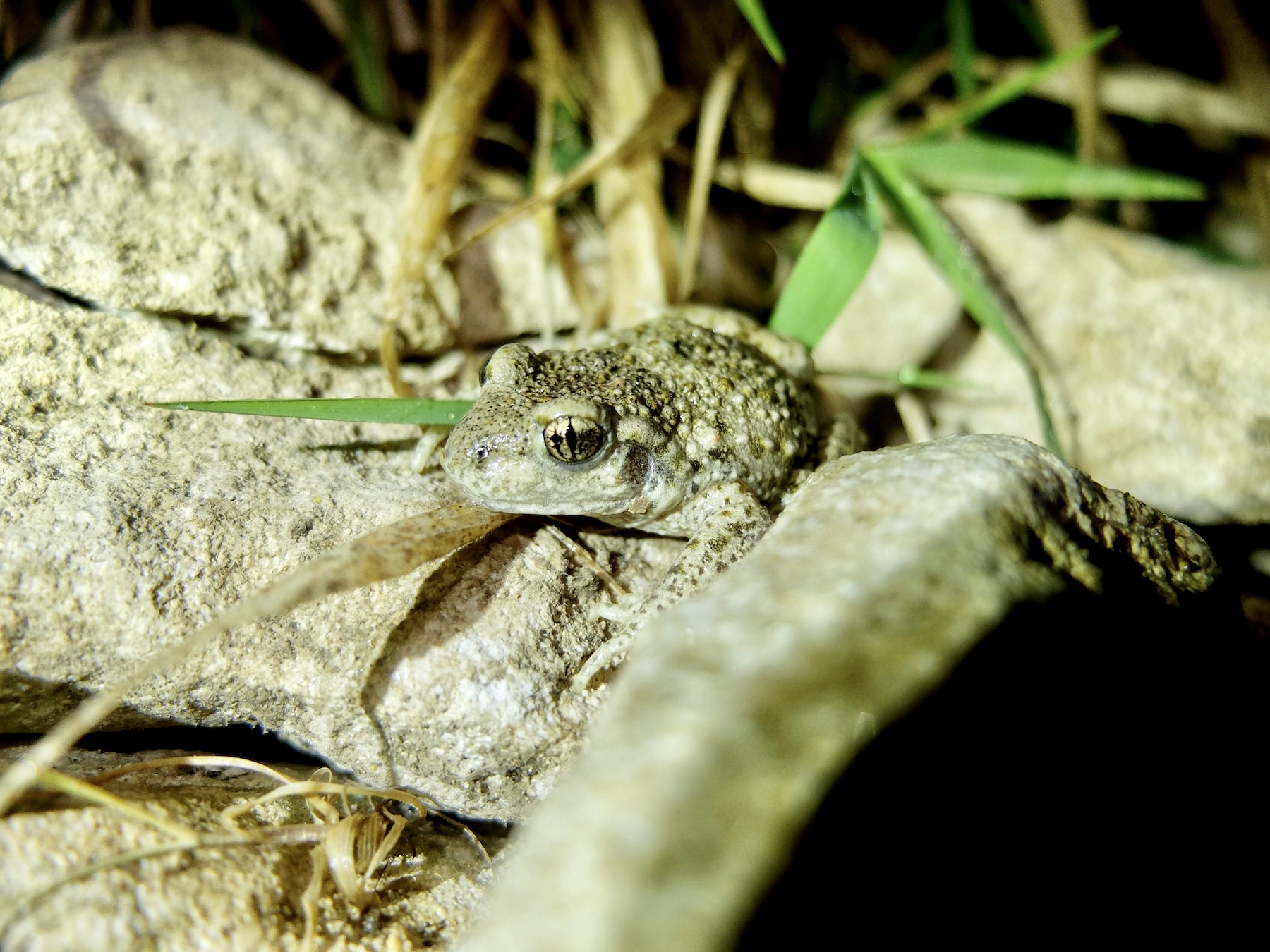 common midwife toad switzerland pond