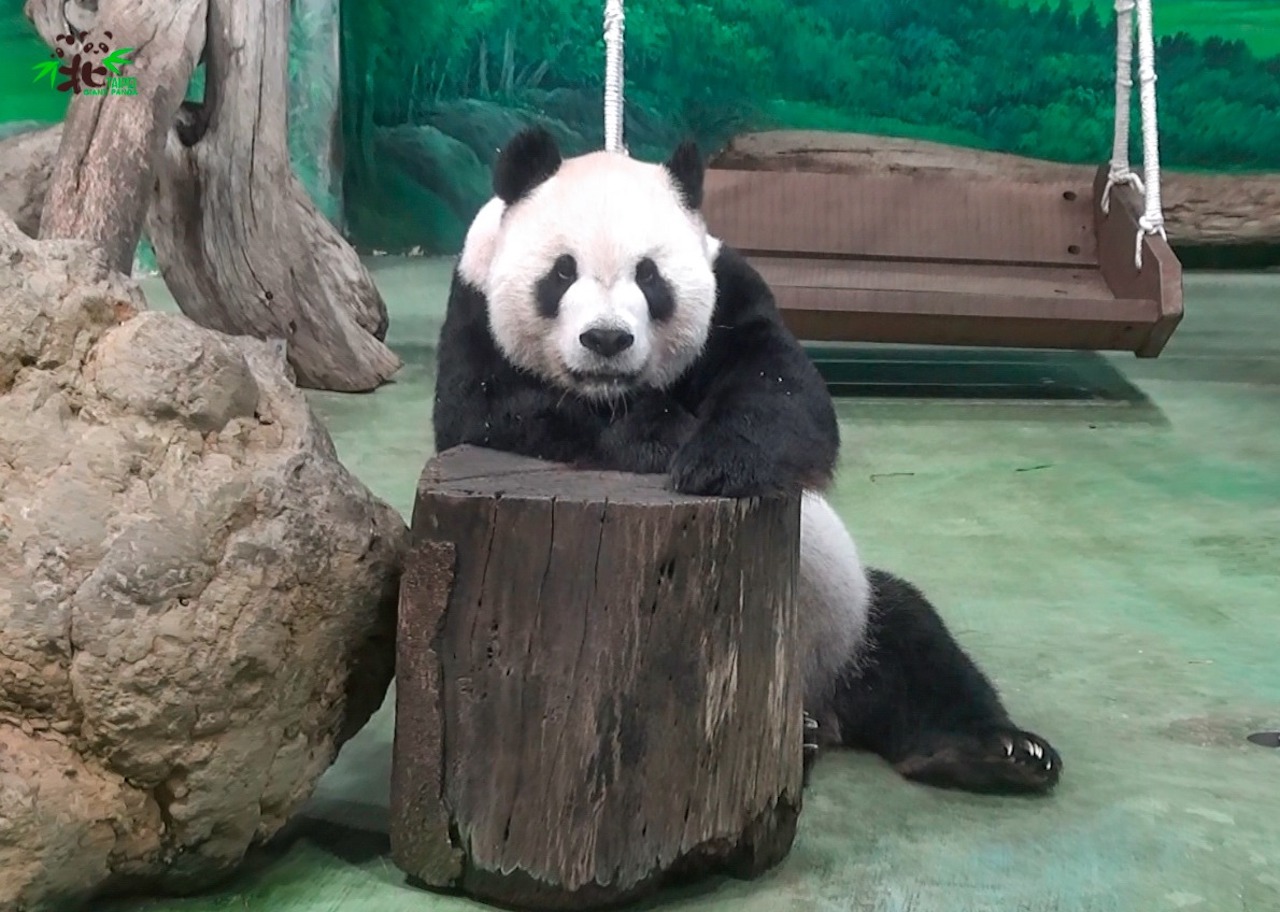 taiwan panda tuan tuan brain disease