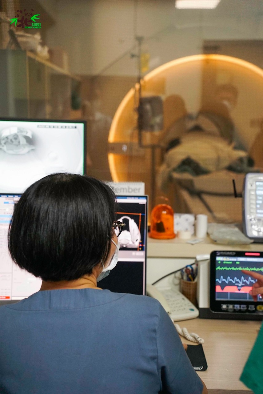 taiwan panda tuan tuan brain disease