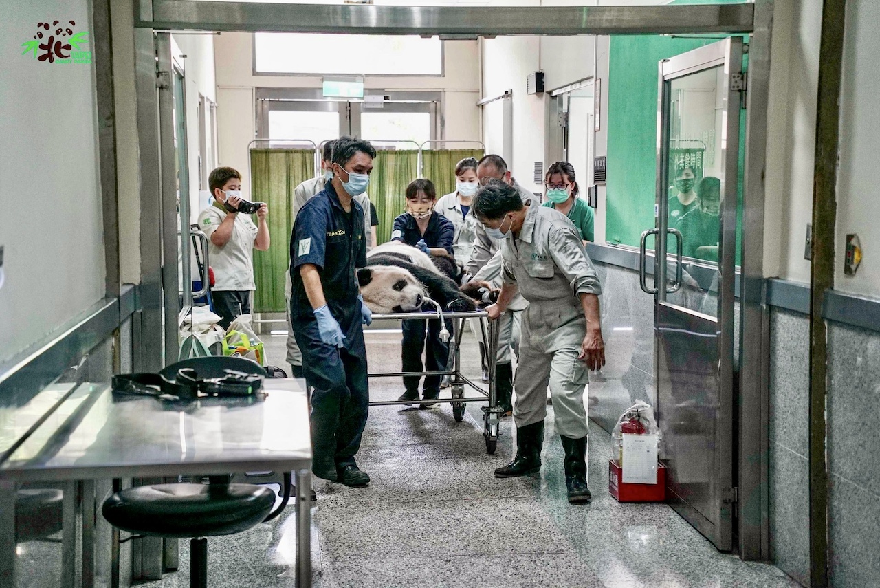 taiwan panda tuan tuan brain disease