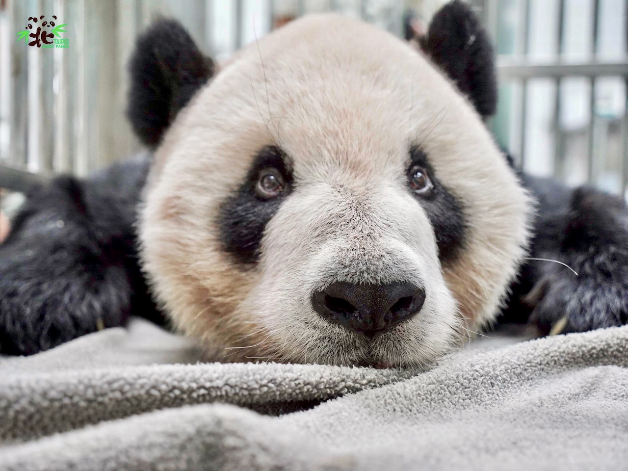 taiwan panda tuan tuan brain disease