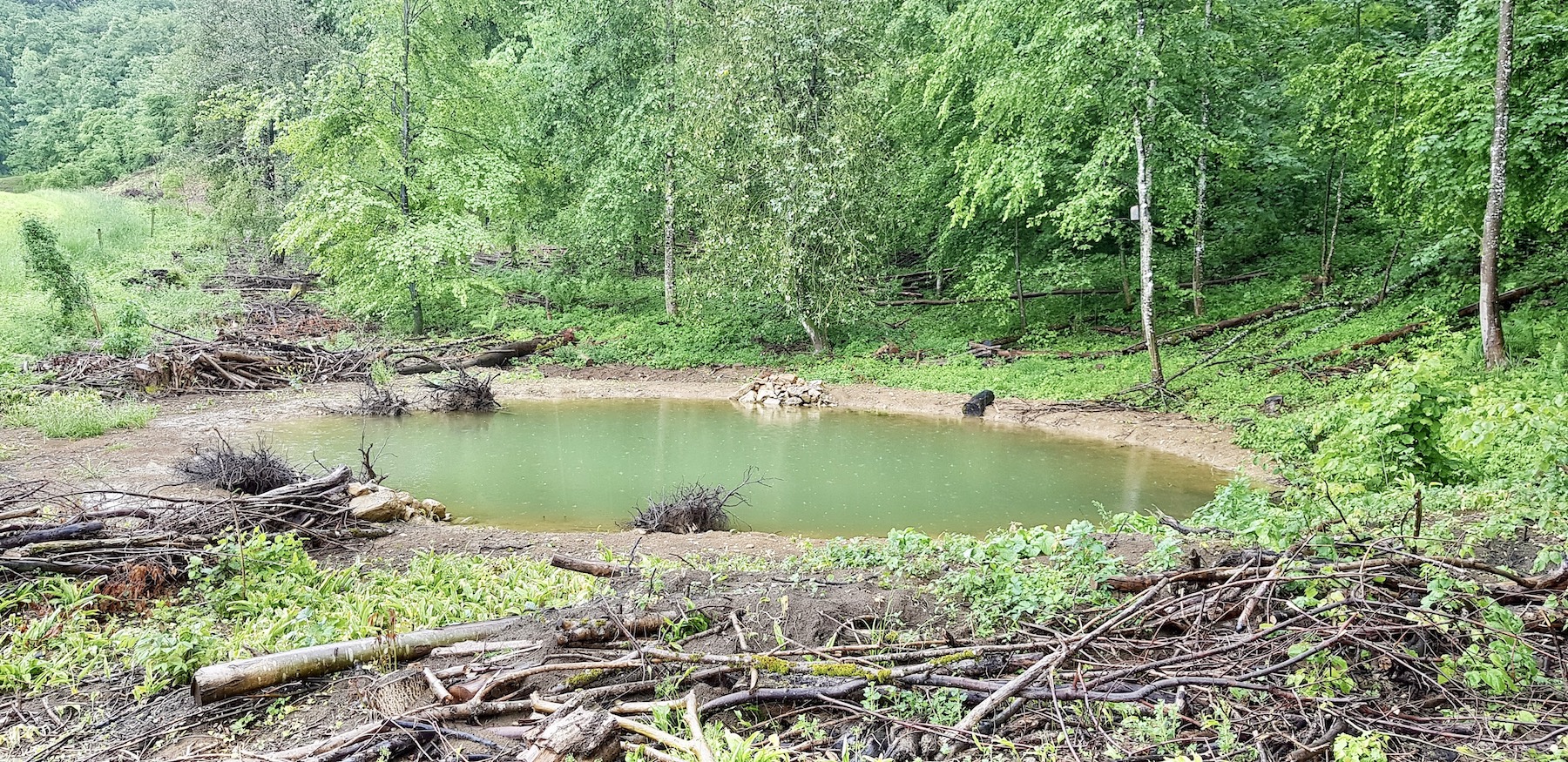 switzerland new pond frog conservation