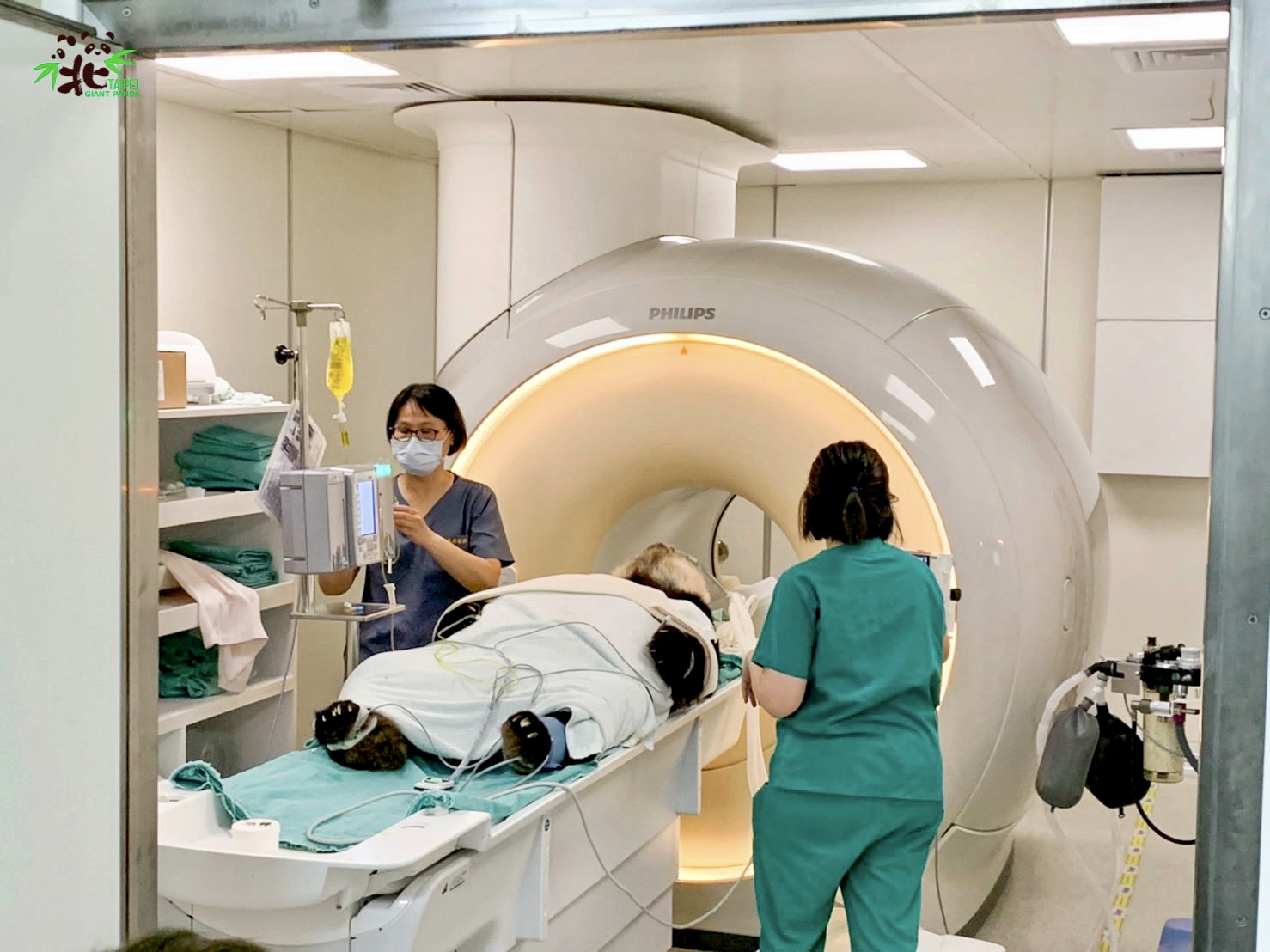 tuan tuan taiwan panda mri brain disease