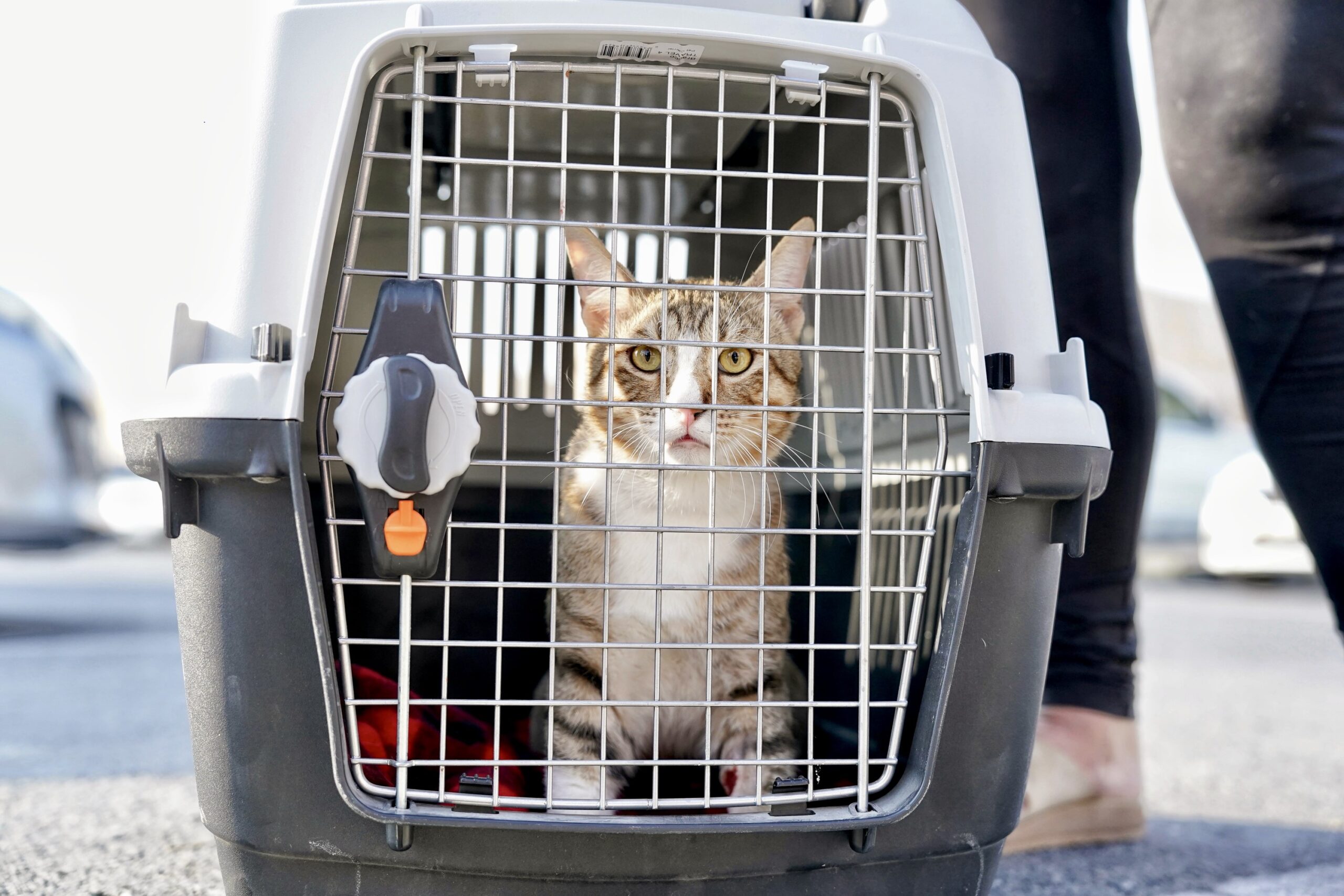 england adopt cat dave qatar world cup