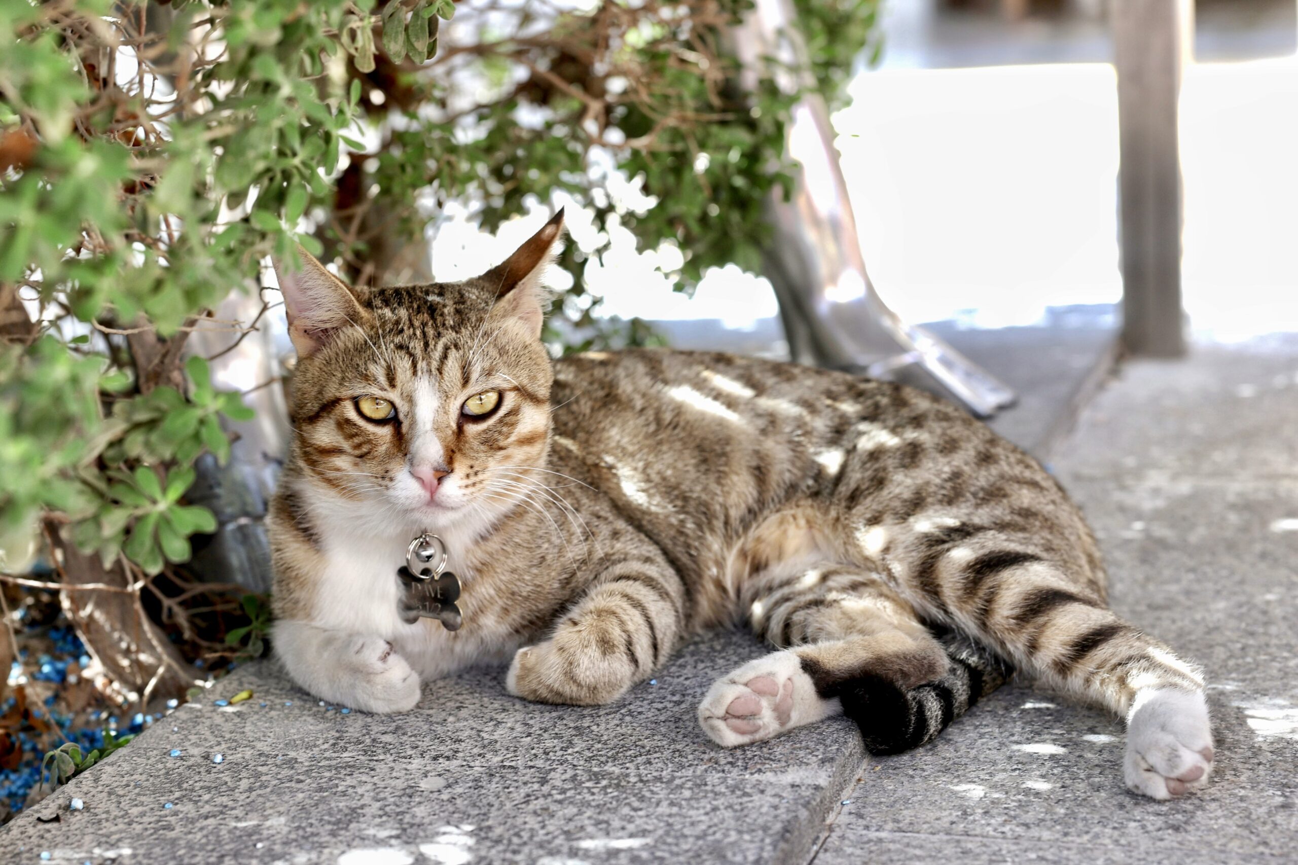 england adopt cat dave qatar world cup