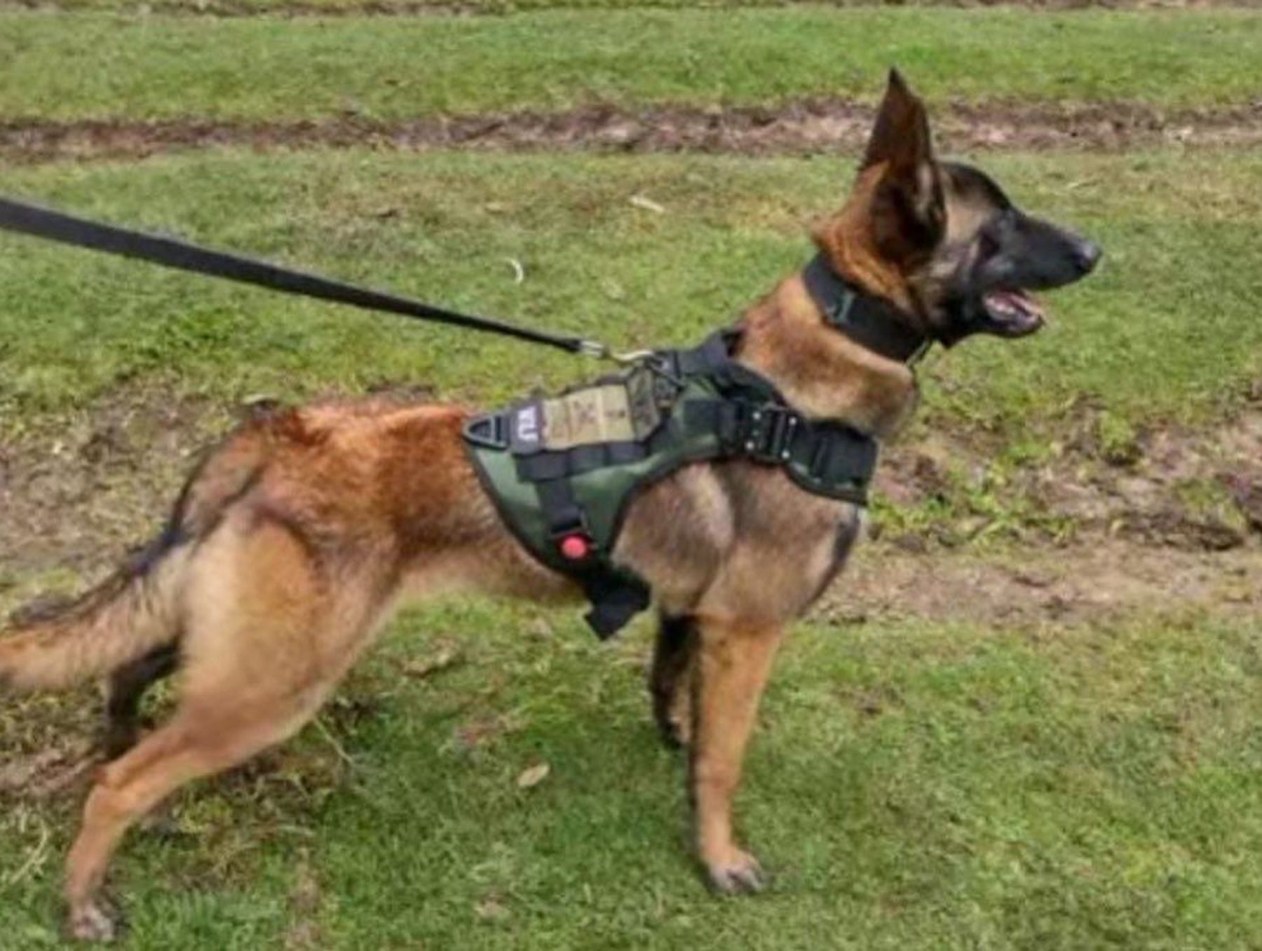 wilson colombia rescue dog