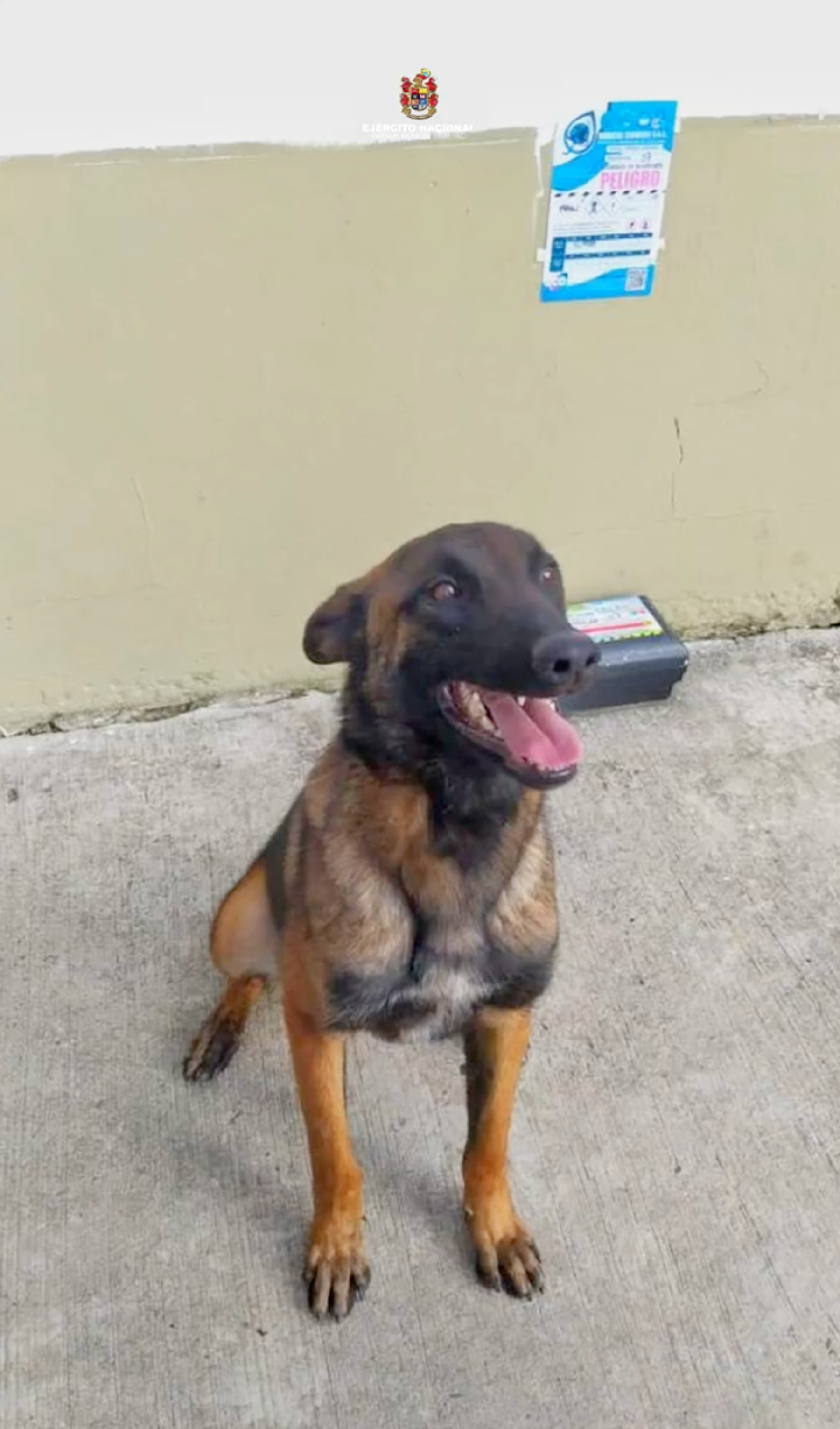 wilson national hero dog amazon rain forest