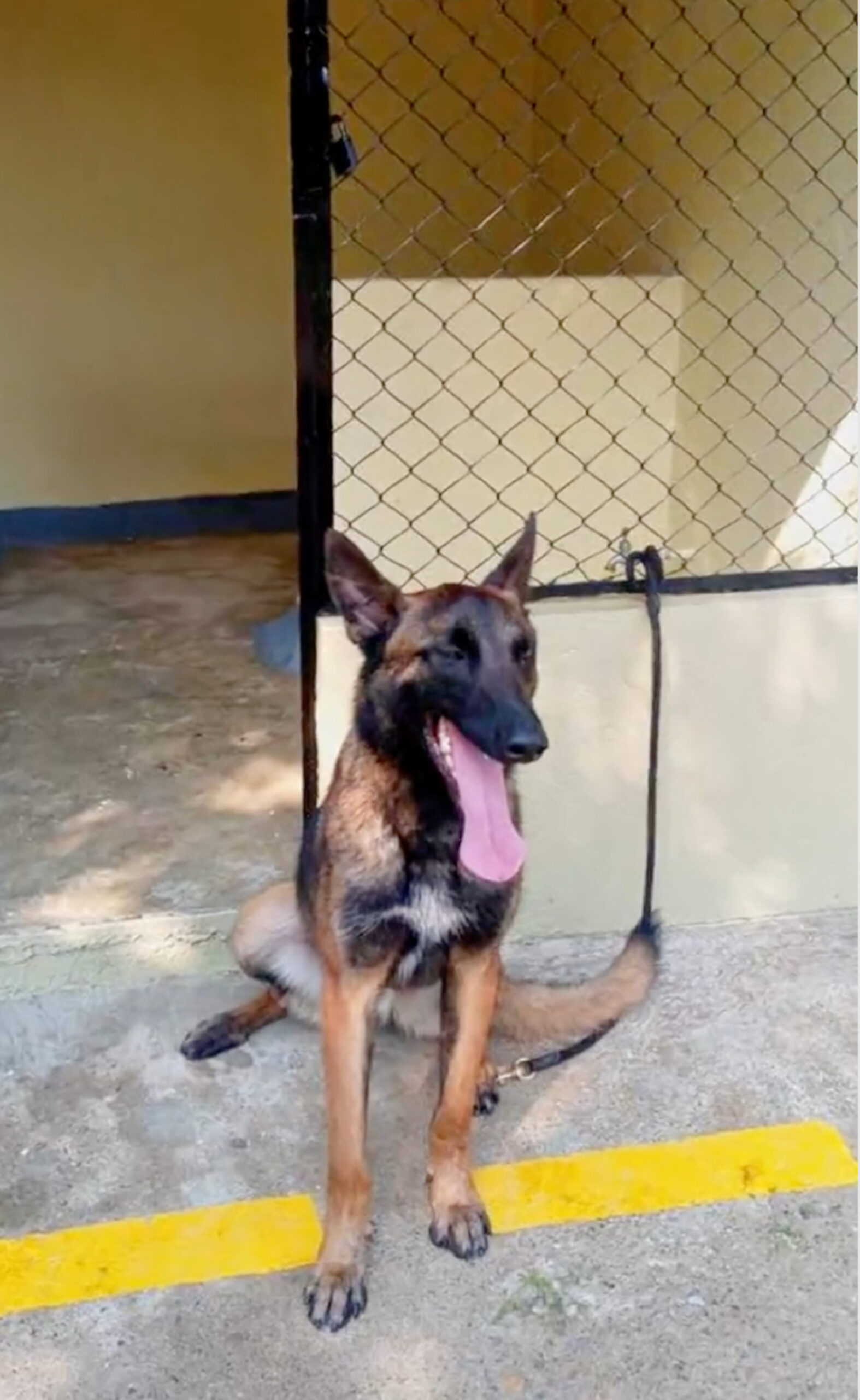 wilson rescue dog colombia children