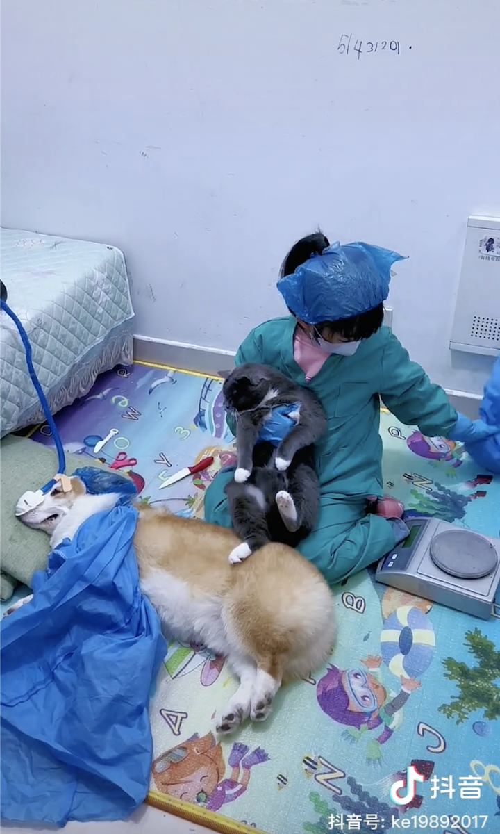 china douyin corgi sick patient