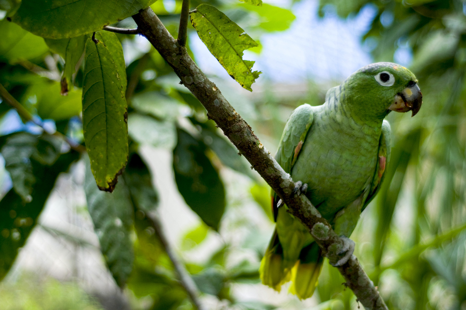 ecuador oil drilling rainforest ecology