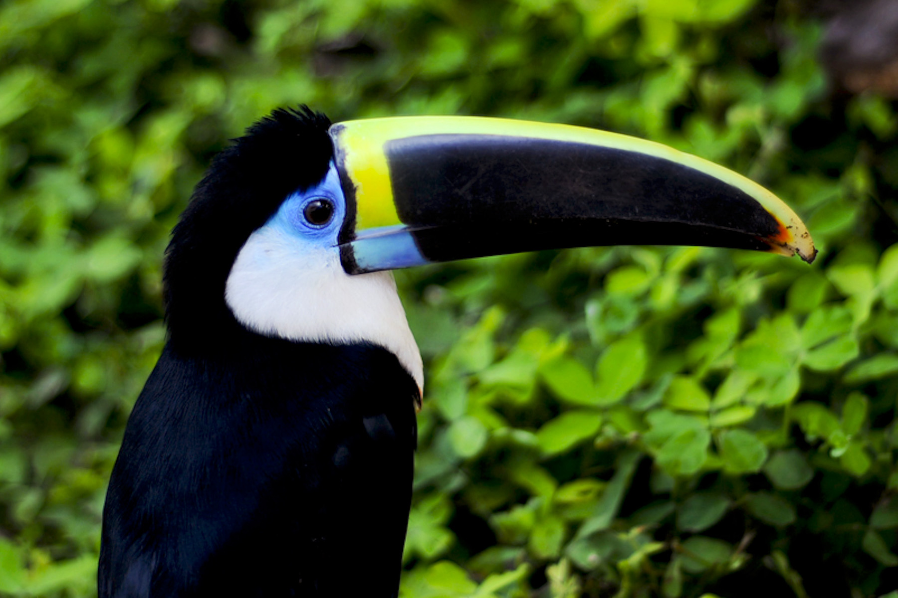 ecuador rainforest votes stopping oil drilling