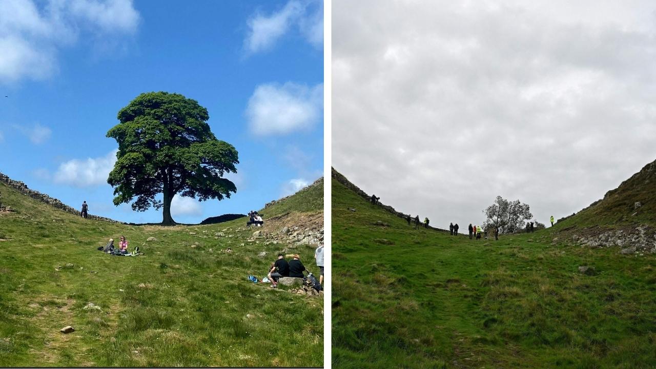 robin hood tree chopped before after