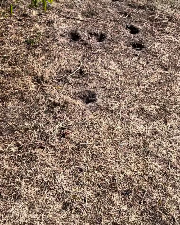 sweden ugliest lawn 2023