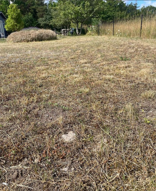 sweden ugliest lawn contest