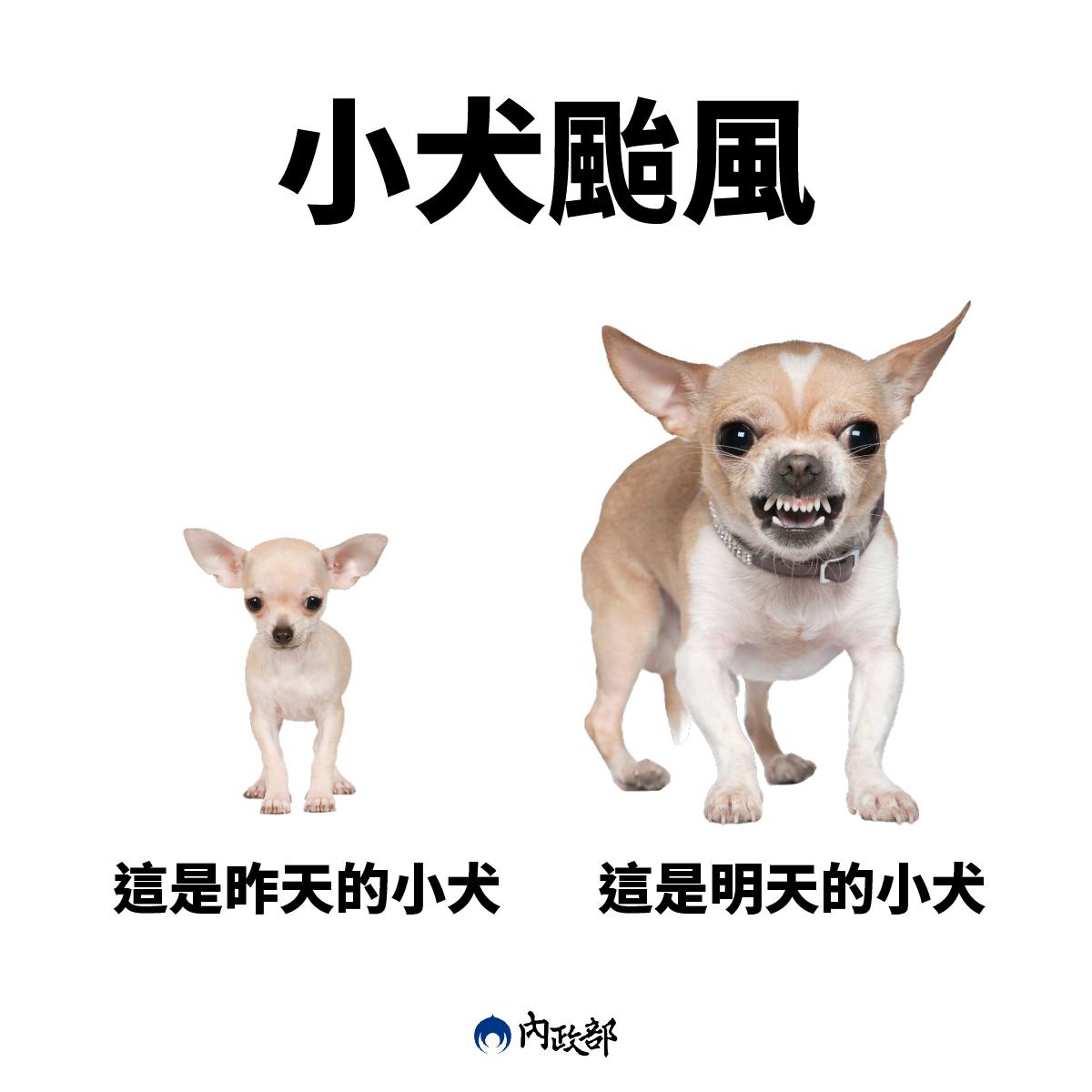 Taiwan typhoon koinu meme chihuahua
