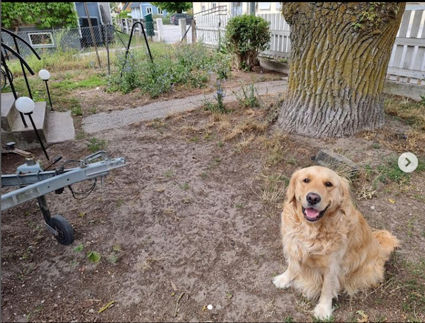 dog ugliest lawn contest in sweden 2023