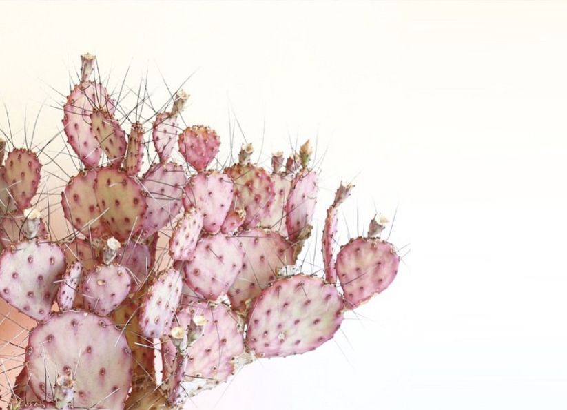 Cactus Pink
