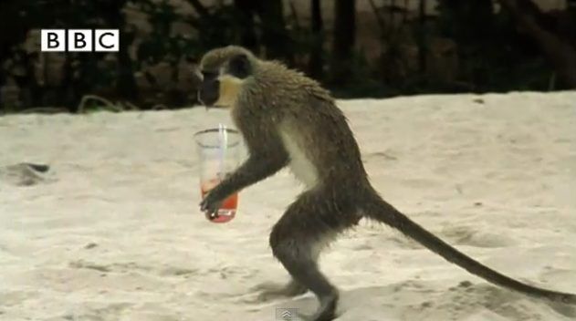 Drunken monkeys