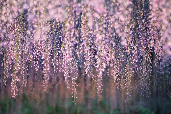 Cherry Blossom Photography