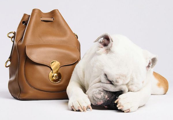 Cute Puppy Dog