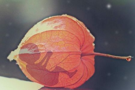 La complainte de l'embryon