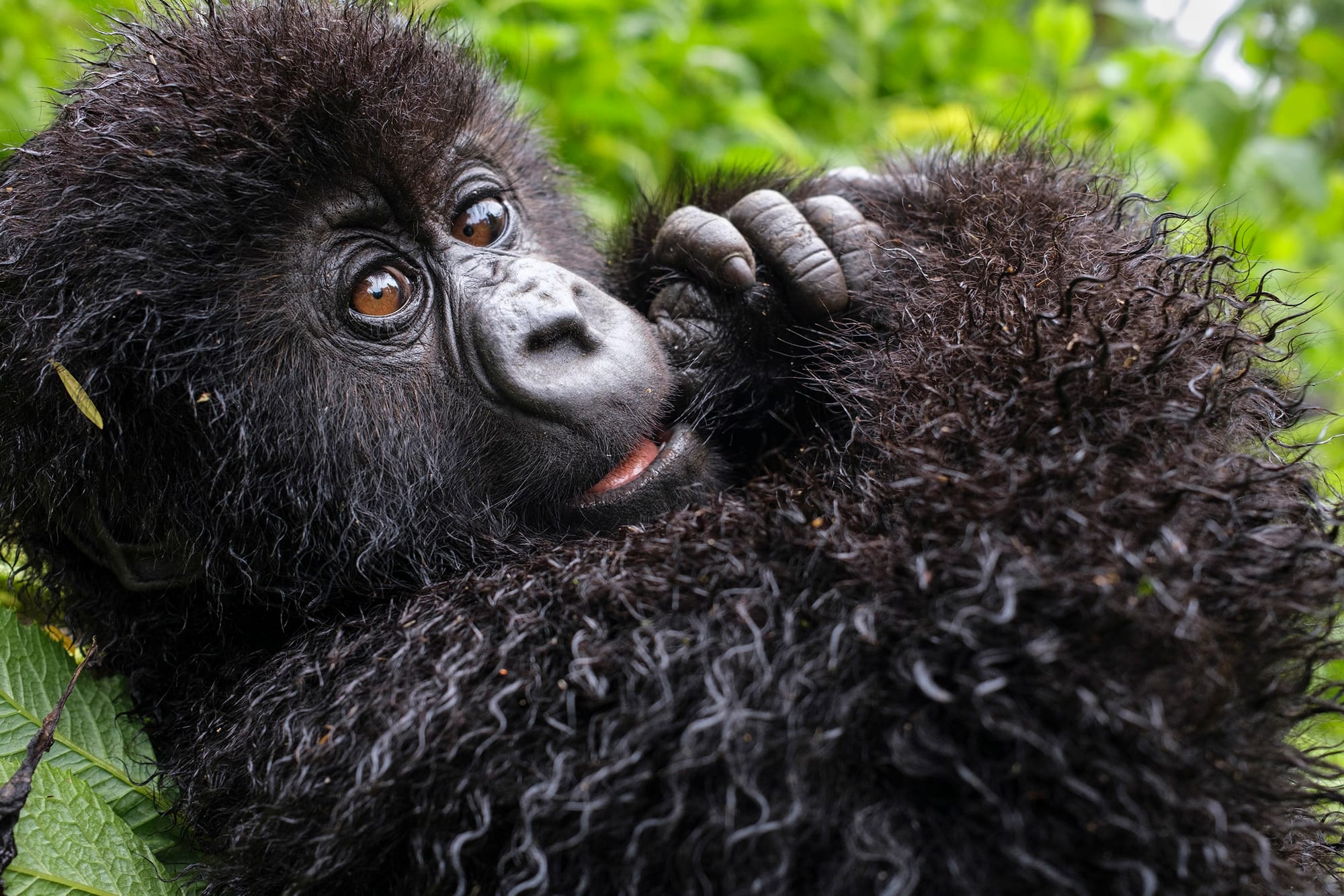 Pablo the Baby Gorilla 