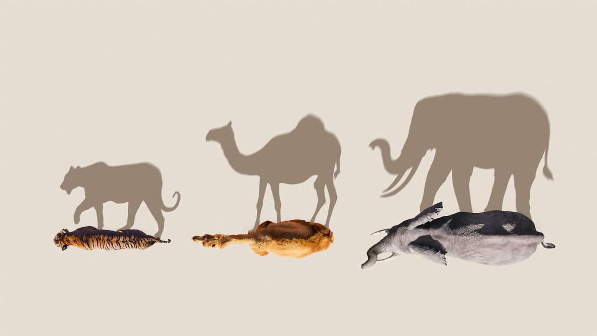 David Attenborough's 'Mammals' to Premiere on BBC America