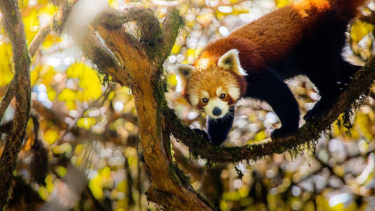 David Attenborough to Present 'Asia'