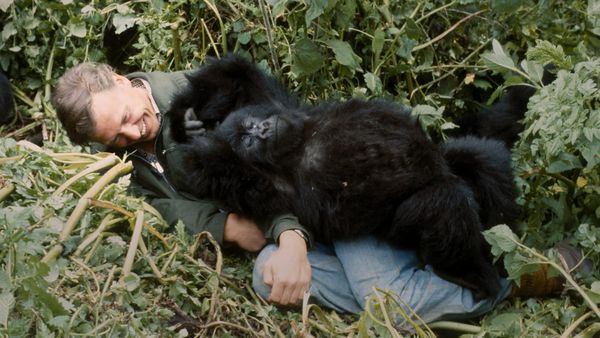 David Attenborough and baby gorilla Pablo