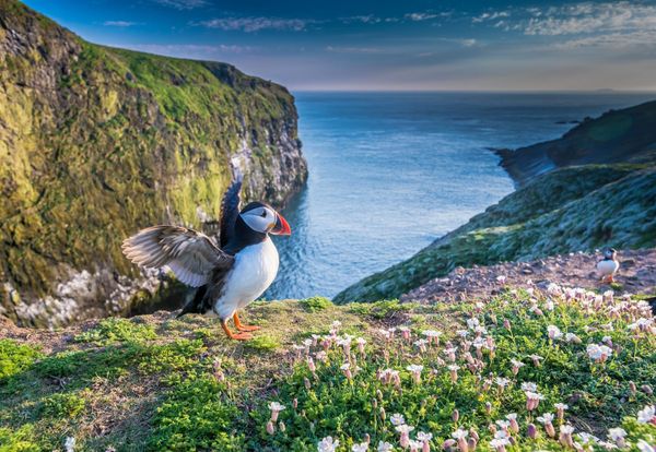 David Attenborough's 'Wild Isles' Love Letter to the U.K. Will Stream on Amazon